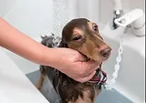 今まで浴槽でしていたペットケアをもっと簡単に！  愛犬のシャンプーやグルーミングなどの本格的なケアから散歩後の洗いまで、さまざまな場面で　役立つ洗面化粧台。もちろん人の洗面や洗髪、メイクアップにもご利用いただけます。