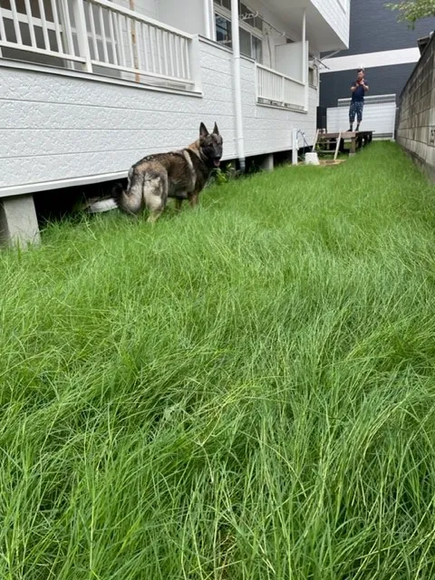 【愛犬　庭】ドックランの芝　育ってきました！
